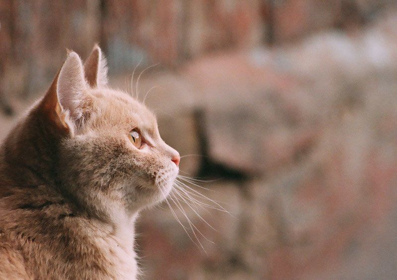 взгляд весенний фото превью