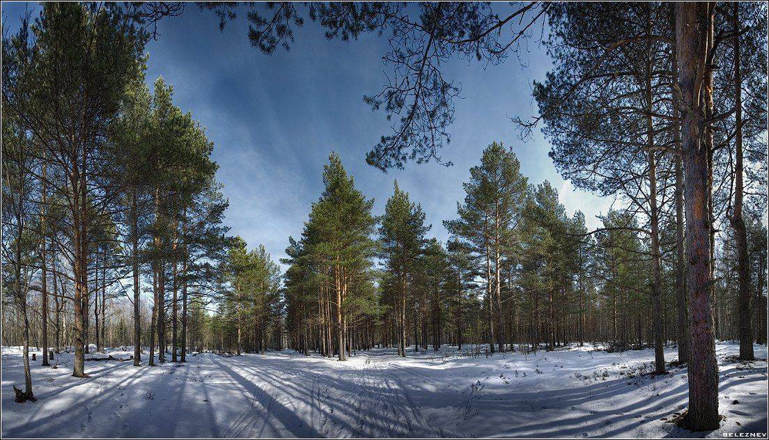 лес, снег, сосны, Алексей Селезнёв