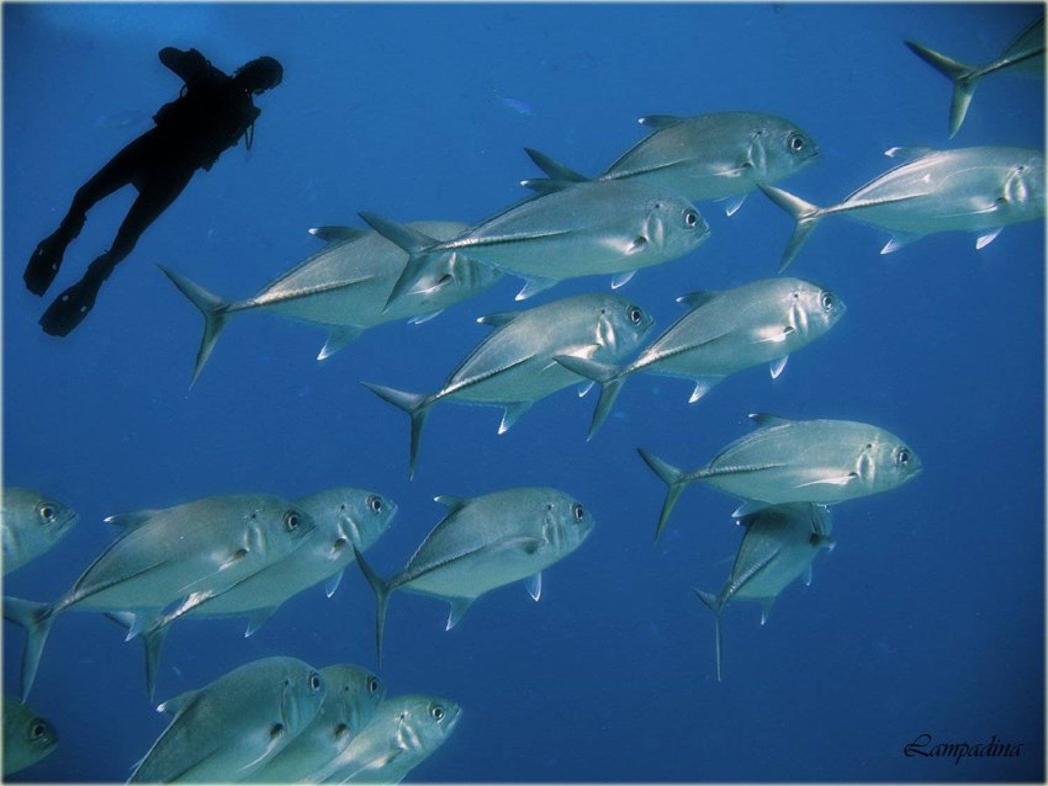 сафари египет-судан, lampadina