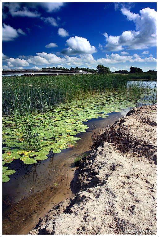 лето, природа, пейзаж, река, воронеж, трава, облака, кувшинки, Алексей Строганов