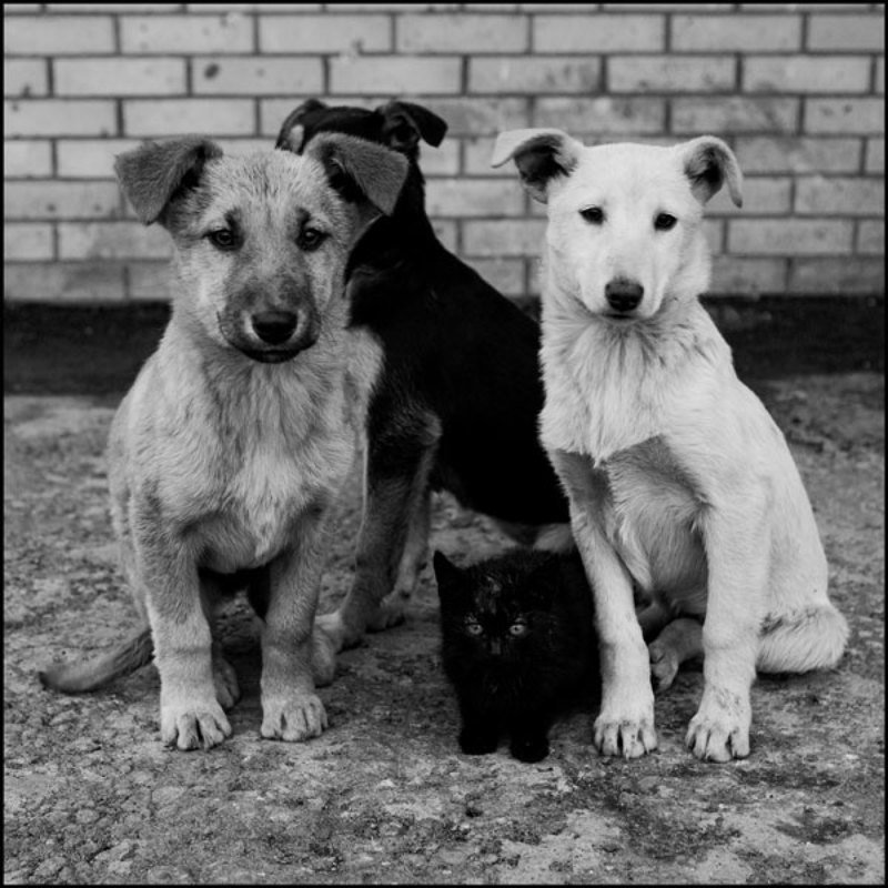 Банда фото превью