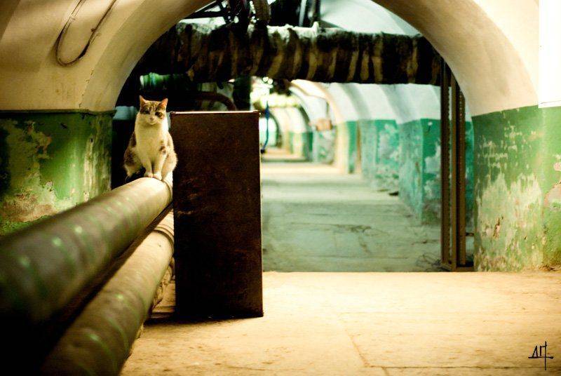 , Дмитрий Плотникофф