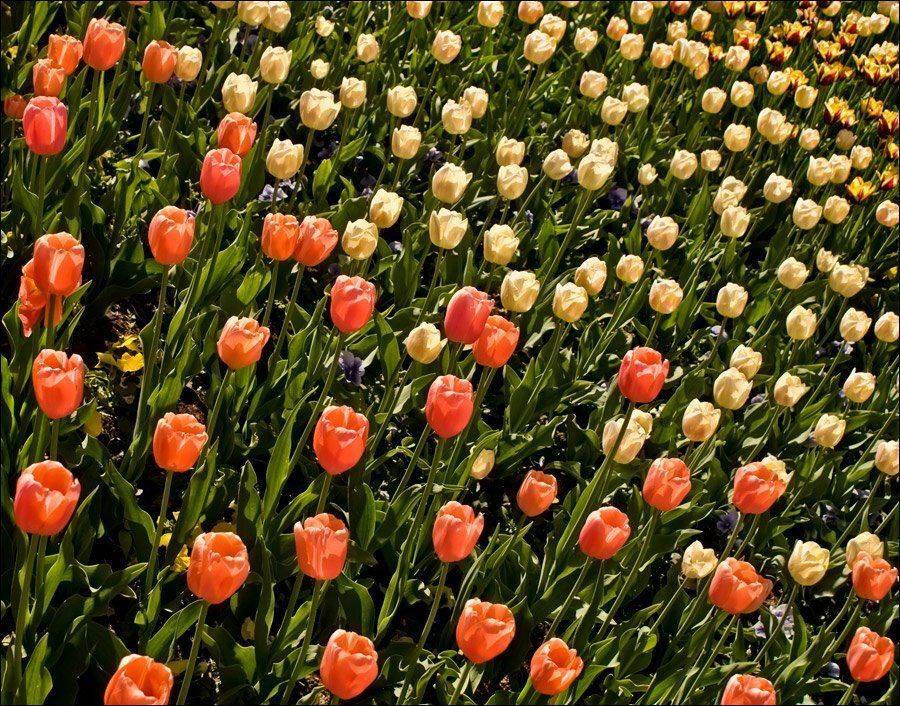 красный, жёлтый, зелёный, белый, Владимир Эделев