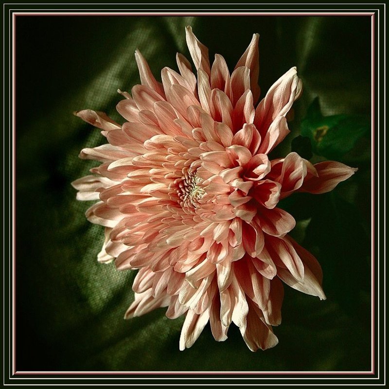 для дам Любимым дари мы цветы фото превью