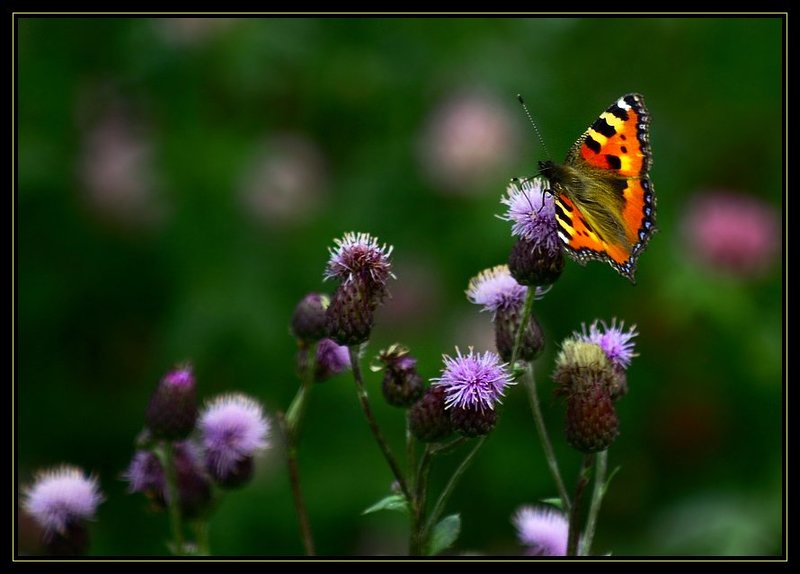 баба чка Летящая на свет фото превью