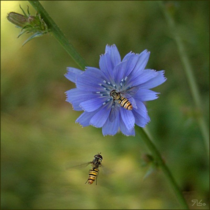 журчалки, цикорий, пара, ...Захотелось летА... фото превью