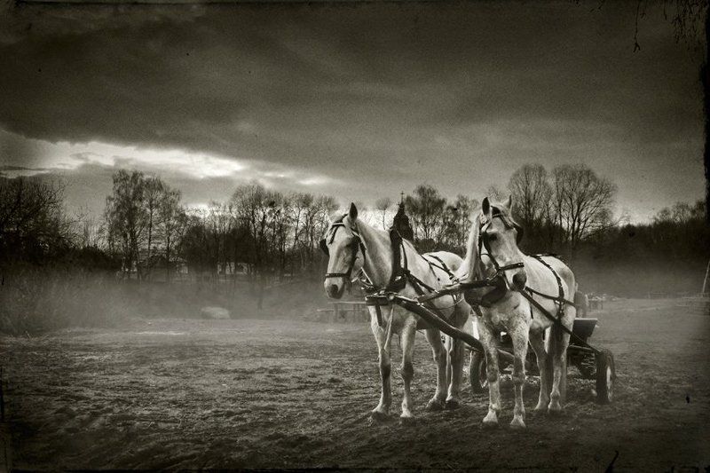 пирогово, лошадки, туман, вечер, природа *** фото превью