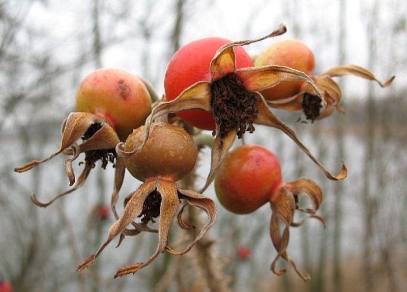 шиповник Шиповник фото превью