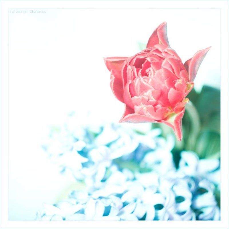 цветы цветочек... фото превью