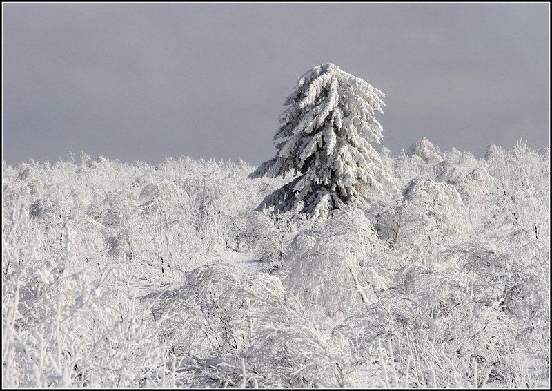 ажигардак, аджигардак, снеговые горы На севере диком стоит одиноко на голой вершине сосна фото превью