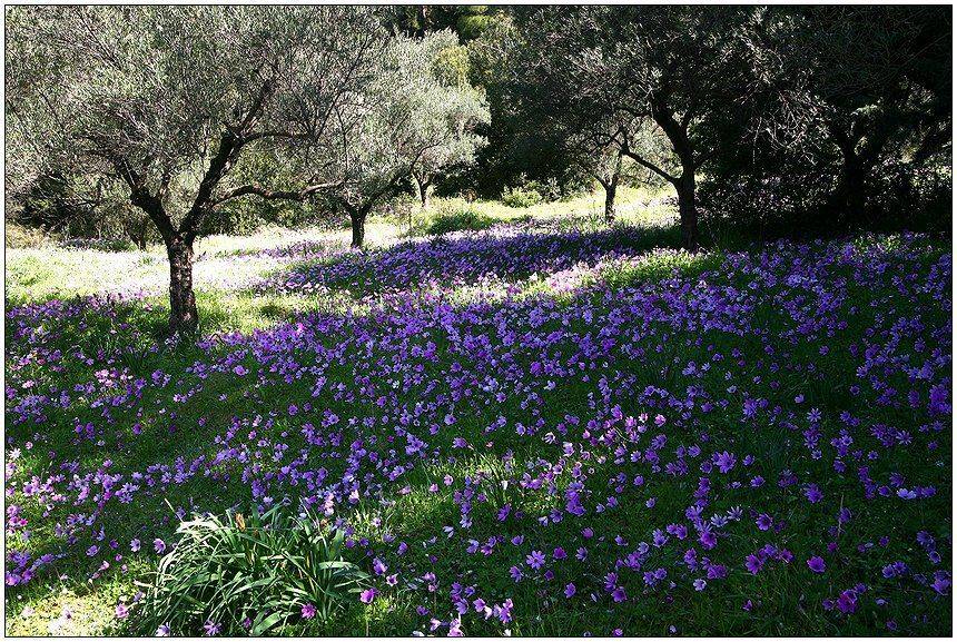 весна, цветы, роща, греция, Григорий Иващенко