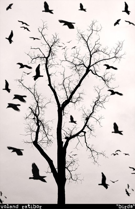 birds, tree, b/w Минимализм. Птицы фото превью