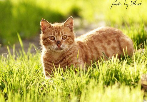 Солнечный Кот