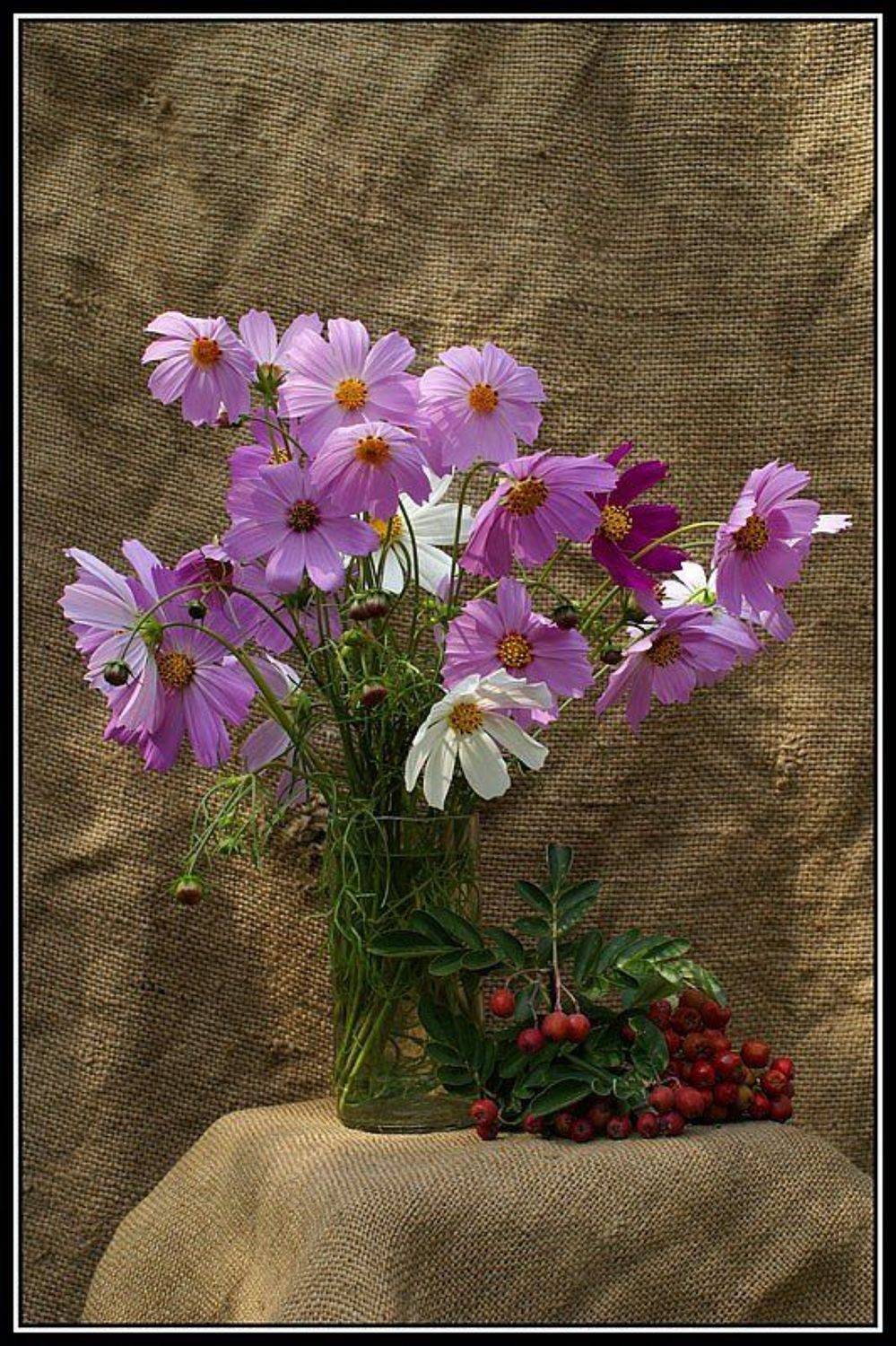 натюрморт, ромашка садовая, Патрикеев Александр