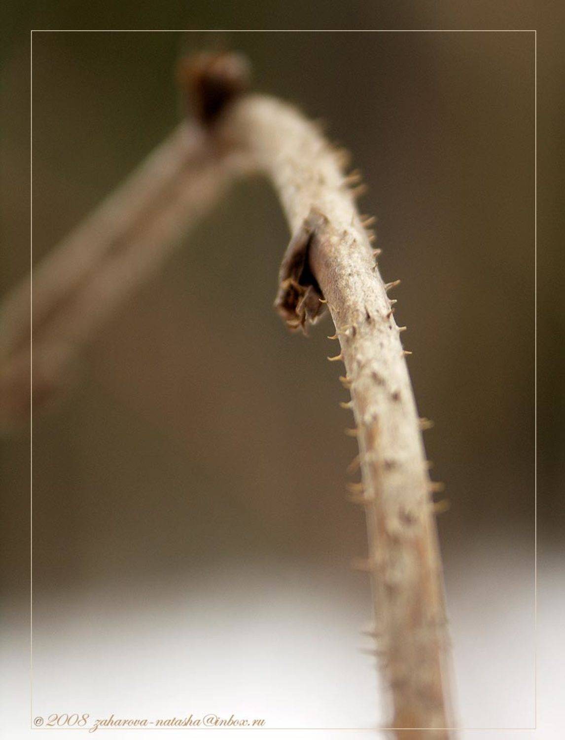 , Наталья Захарова