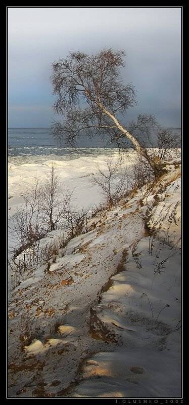береза, байкал, море, снег, лед, Игорь Глушко
