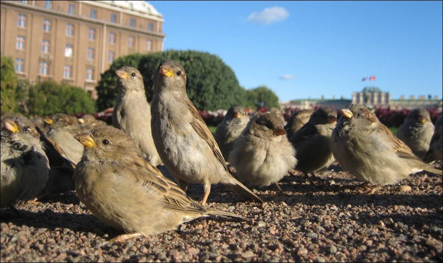 воробьи, выборы, исаакиевская площадь, петербург, Сергей Рассказов