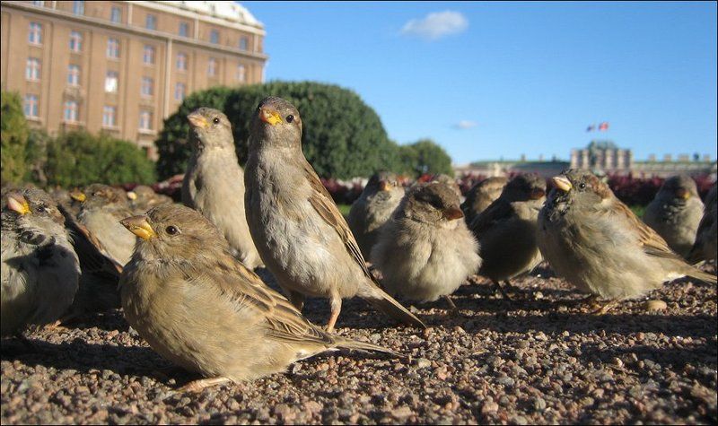 воробьи, выборы, исаакиевская площадь, петербург И стройно, в ряд! Рядом с Исакием стоят!.. фото превью