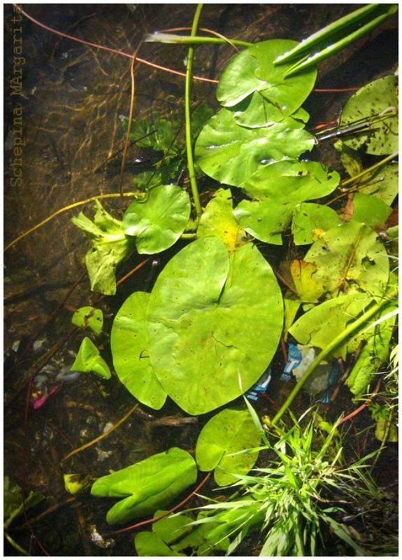 кувшинки, вода, озерки, зелень Зеленый лист тихой воды фото превью