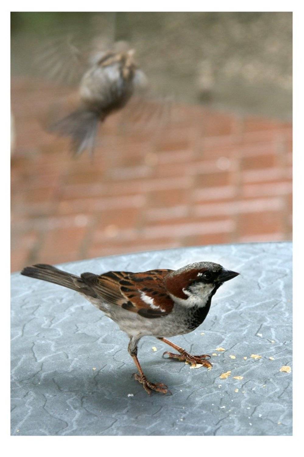 воробей, крошки, Кирилл Нежданов