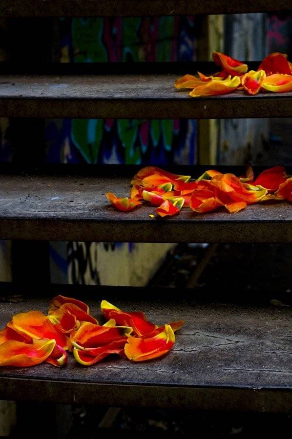 лестница, лепестки, тюльпаны, геометрия, Dalia