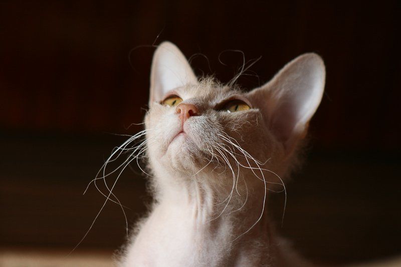 *** *** фото превью