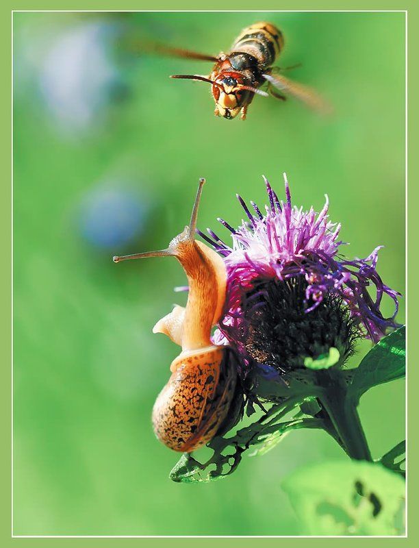 Лыж-ж-ж-жню! фото превью