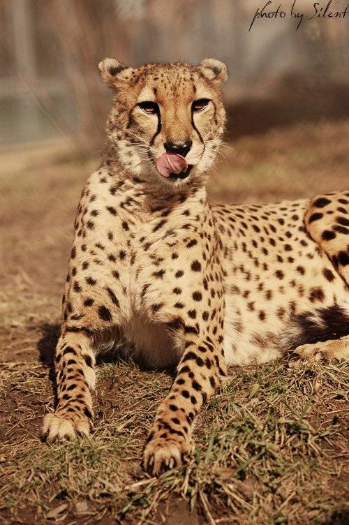 леопард, зоопарк, Silent