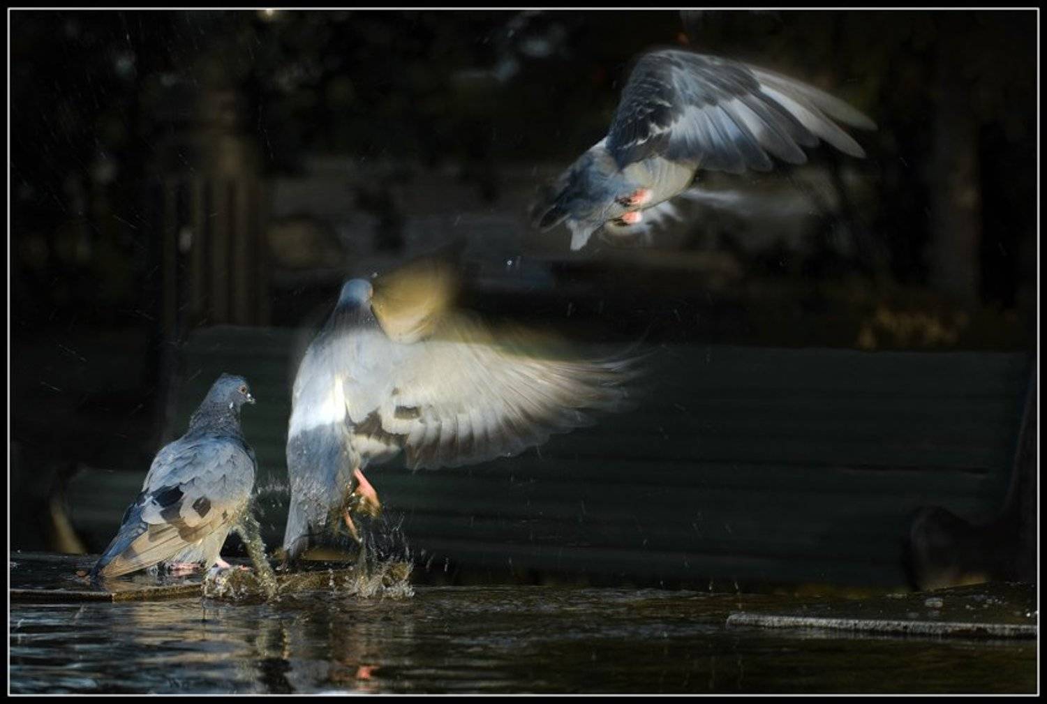 голуби,птицы, Качурин Алексей