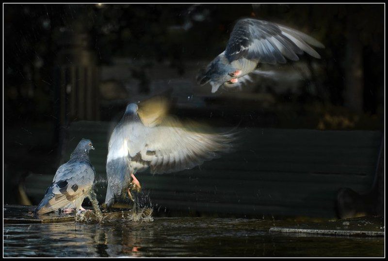 голуби,птицы Уходим по одному. фото превью