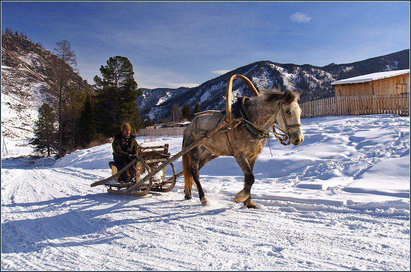 алтай, горы, горный алтай, сани, лошадь, маральник, мульта, февраль, аня графова, Аня Графова