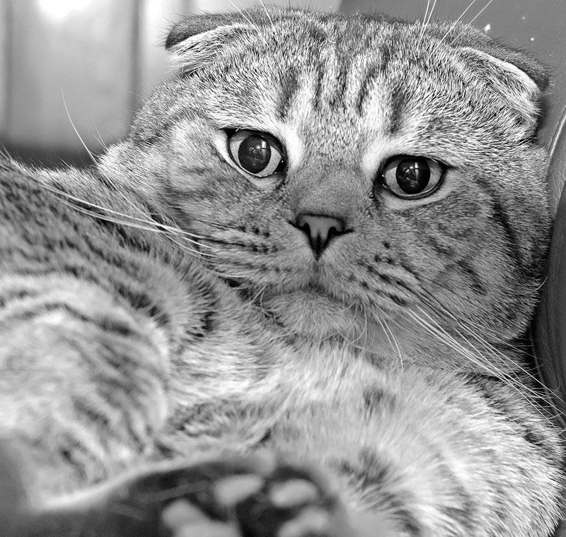 кот, красота, пушистость, ласковость Отразиться в твоих глазах,любимый!:) фото превью