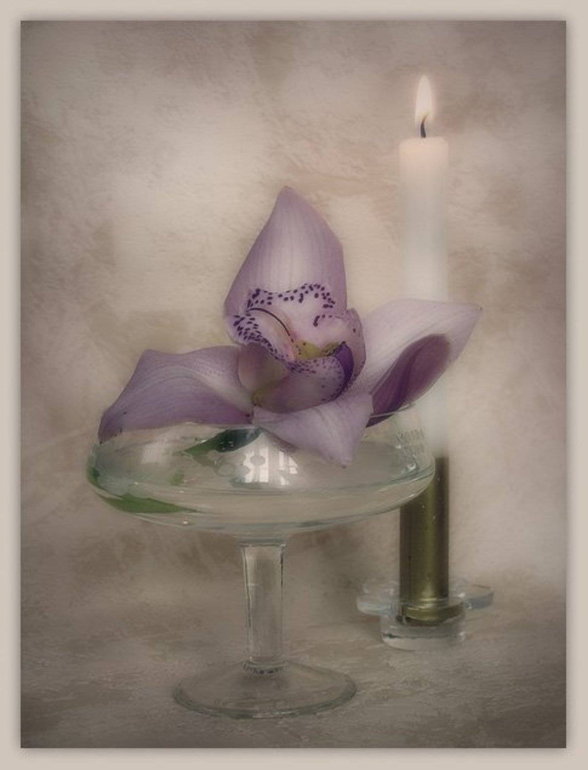 орхидея, JezeBel