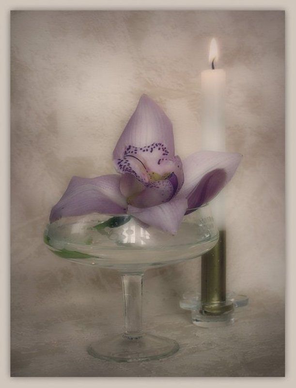 орхидея Настроенческое фото превью