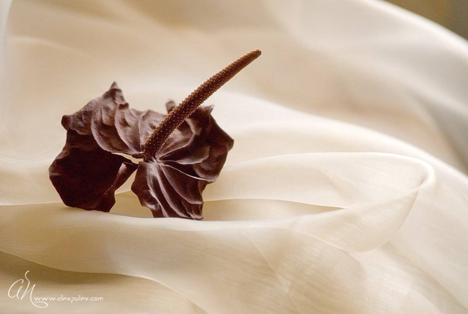 баловство,засуха,цветок,ткань,свет,окно,путев, Александр Путев