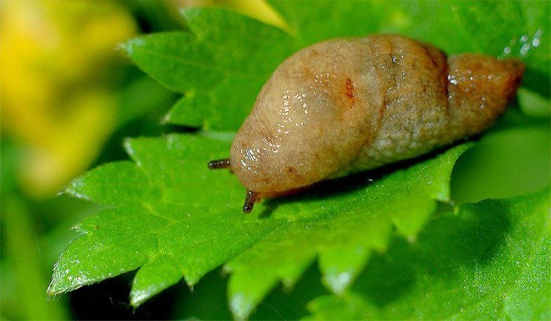 макро Зверюга) фото превью