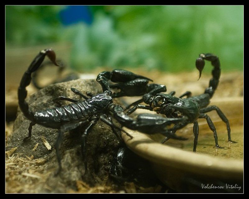 фото Бои гладиаторов фото превью