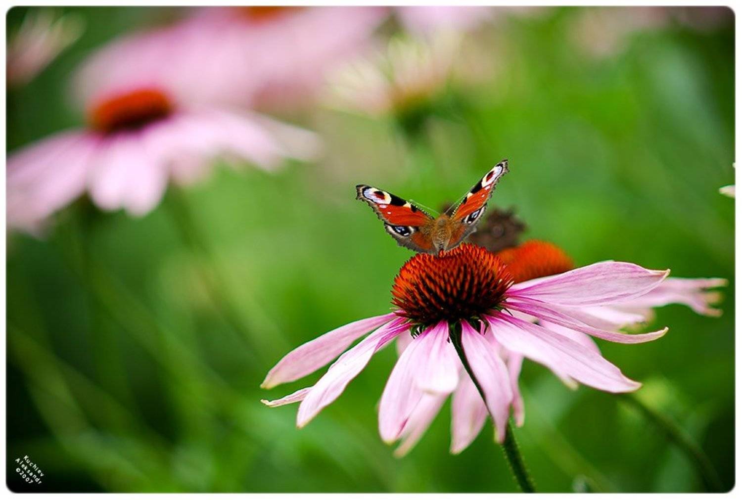 кучиев, александр, бабочка, цветы, природа, лето, Кучиев Александр