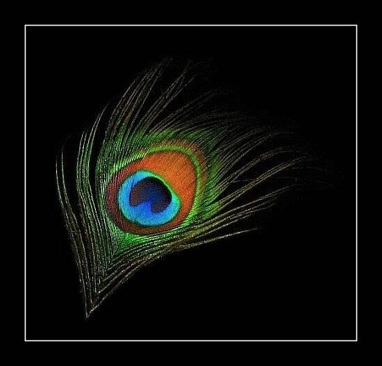 перышко, макро, TeaNo1