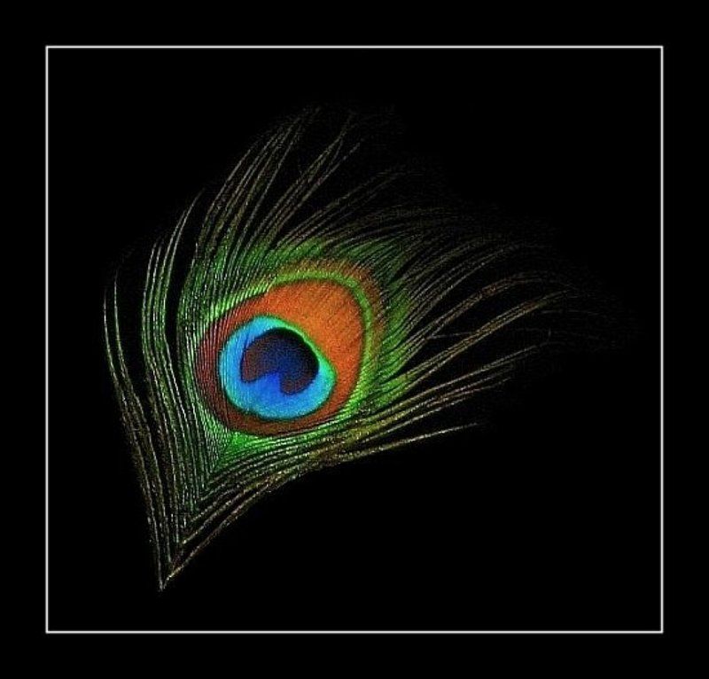 перышко, макро Перышко фото превью