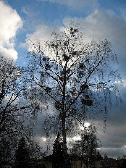 береза, небо, облака, TeaNo1