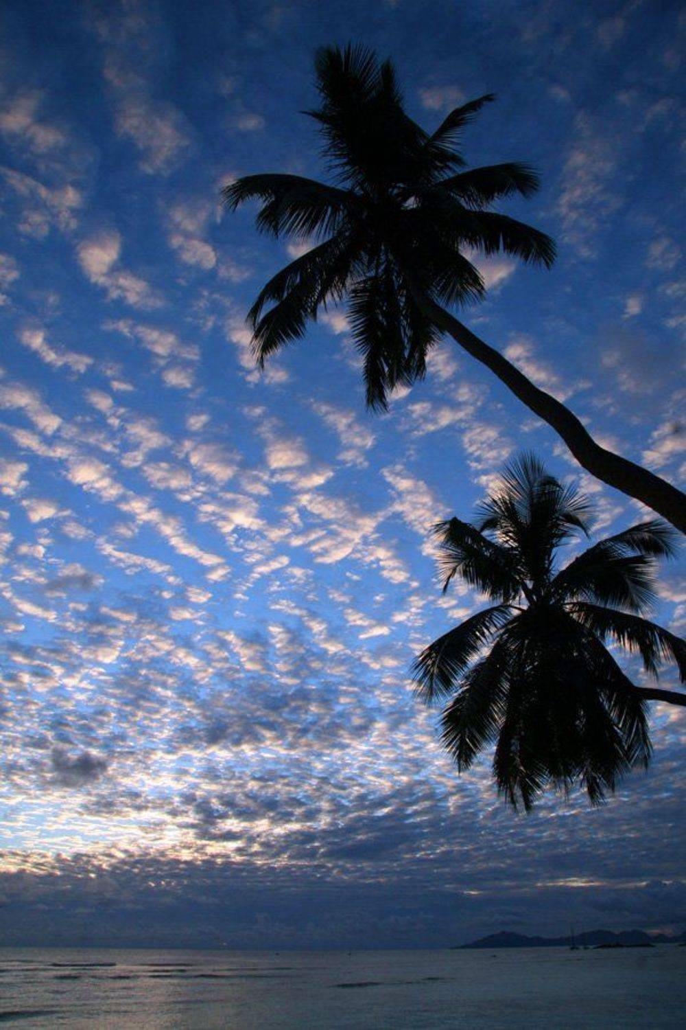 море, пальмы, природа, Александр Цабель