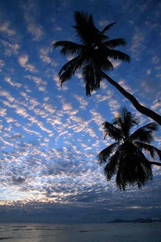 море, пальмы, природа ... фото превью