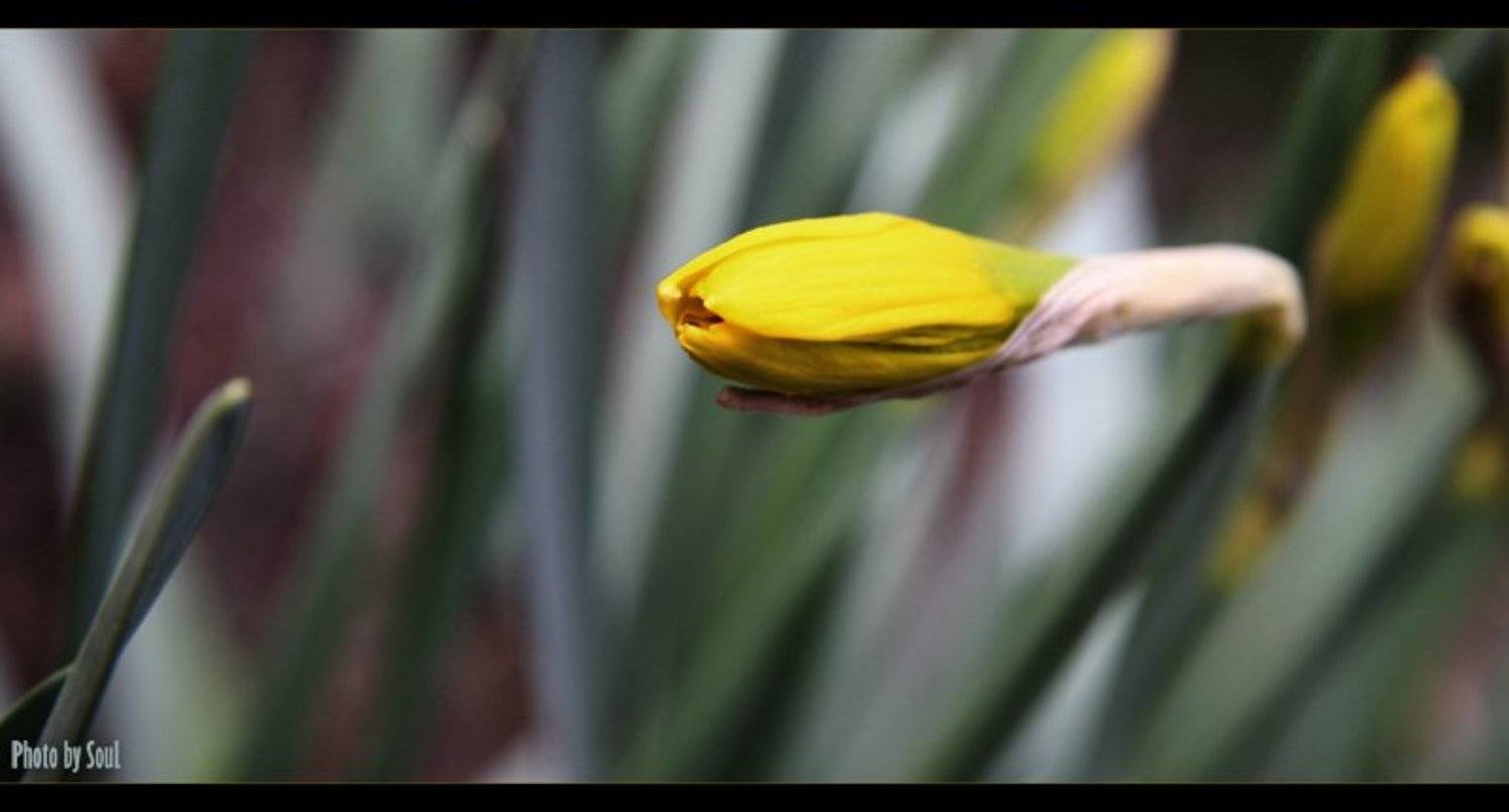 нарцисс, SouL