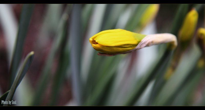 нарцисс  фото превью