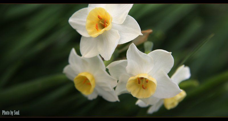 нарцисс 2 фото превью