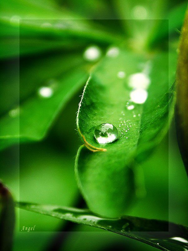 Капля фото превью