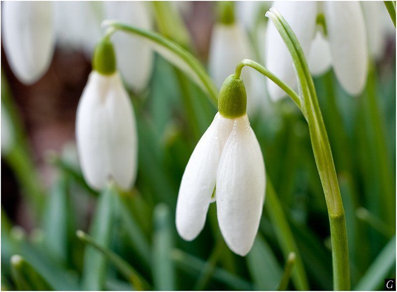 весна,подснежники весеннее фото превью