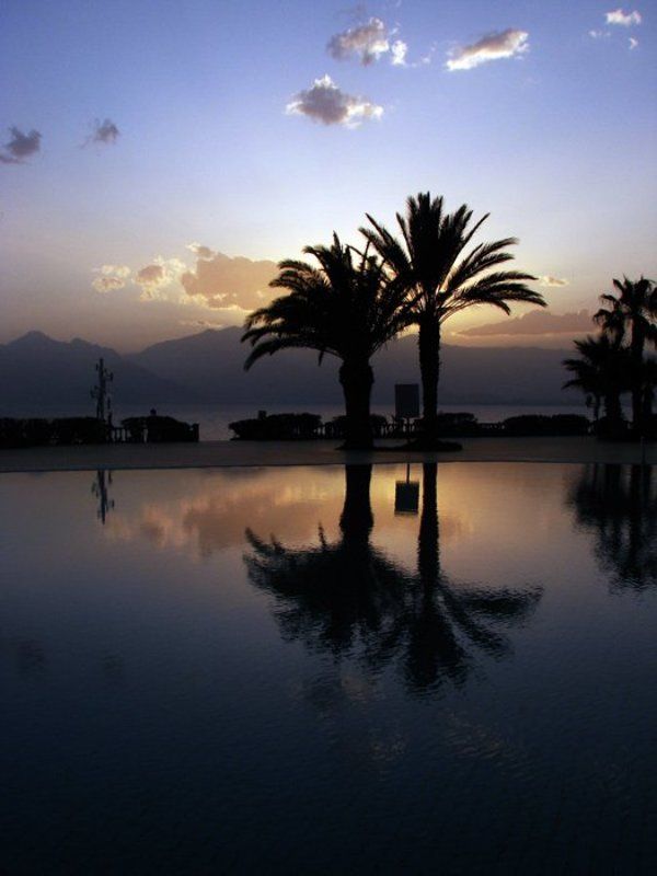 palm tree, sunset две пальмы фото превью