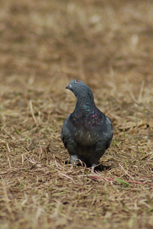 голубь В небе фото превью